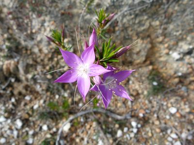 Calytrix glutinosa, photographed by botanygirl
