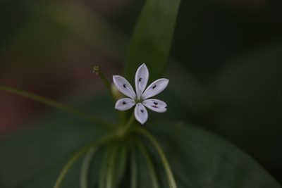 Schelhammera multiflora, photographed by Hugo Innes