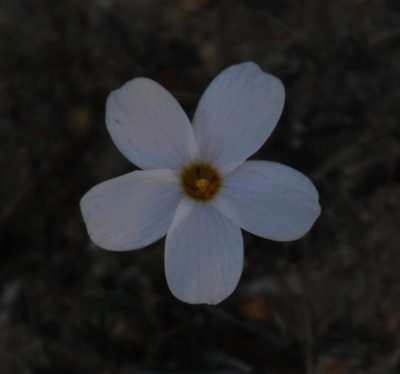 Oxalis tenella, photographed by Tony Rebelo