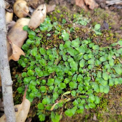 Targionia hypophylla, photographed by Dan Horowitz