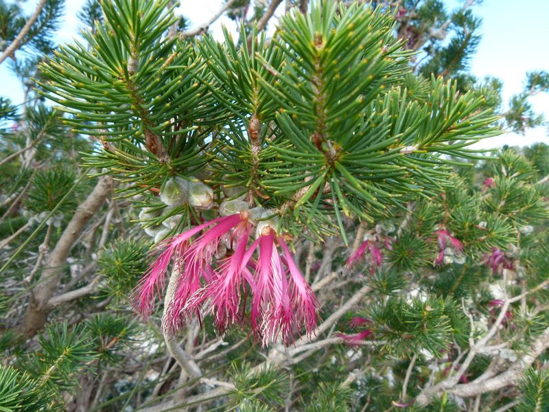 Melaleuca rupestris, photographed by botanygirl