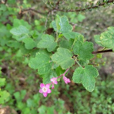 Ribes malvaceum