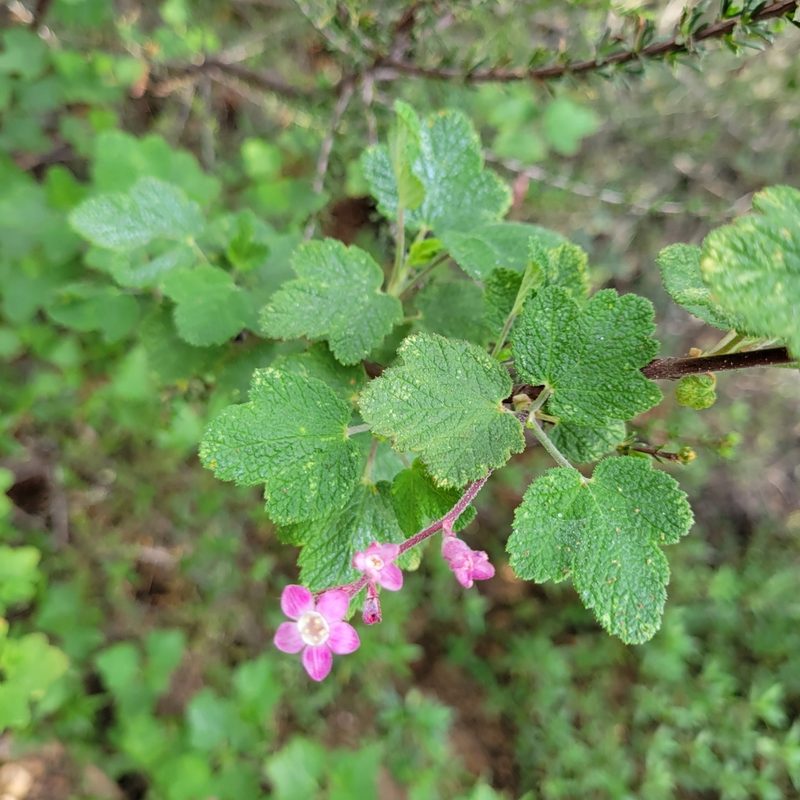 Ribes malvaceum, photographed by Dan Horowitz