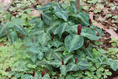 Trillium foetidissimum, photographed by Mike Tilley