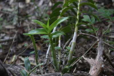 Dendrobium discolor, photographed by Hugo Innes