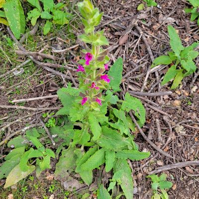 Salvia spathacea, photographed by Dan Horowitz