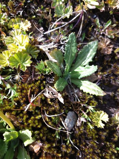 Primula magellanica, photographed by Pablo