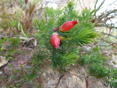 Styphelia tortifolia, photographed by botanygirl