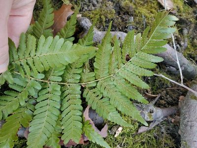 Dryopteris erythrosora, photographed by Luke Wildfire