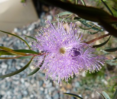 Melaleuca radula, photographed by botanygirl