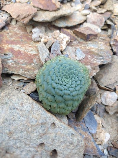 Moschopsis rosulata, photographed by Pablo