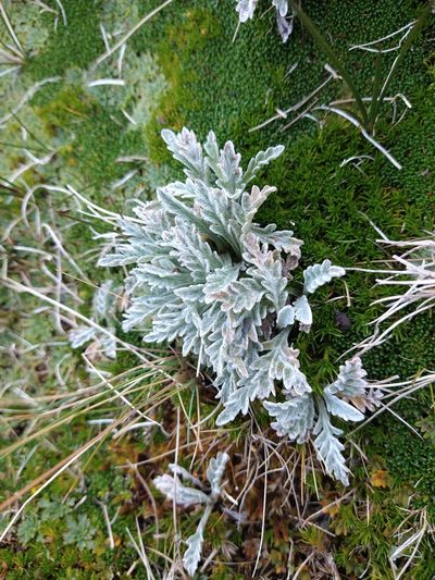 Leucheria hahnii, photographed by Pablo