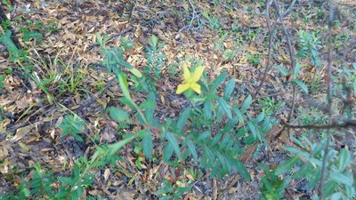 Hypericum hypericoides, photographed by Stephanie C
