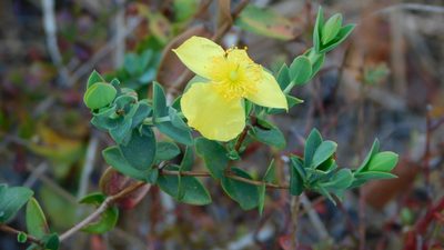 Hypericum tetrapetalum, photographed by Stephanie C