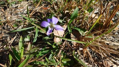 Viola septemloba, photographed by Stephanie C