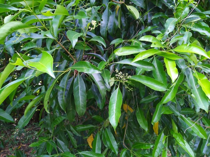 Chionanthus ramiflorus, photographed by Steve Fitzgerald