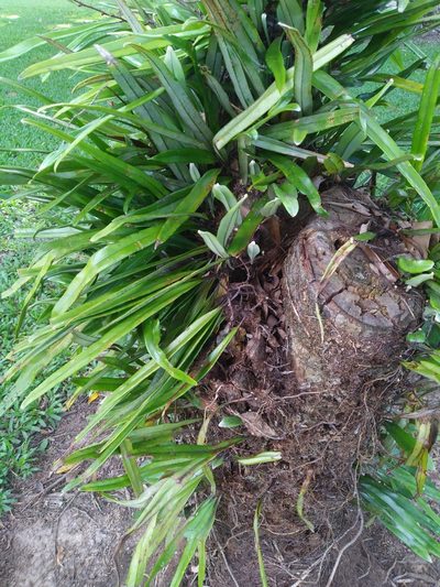 Pyrrosia longifolia, photographed by Steve Fitzgerald