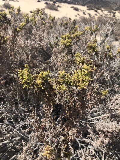 Nolana divaricata, photographed by Ben Lyle Bedard