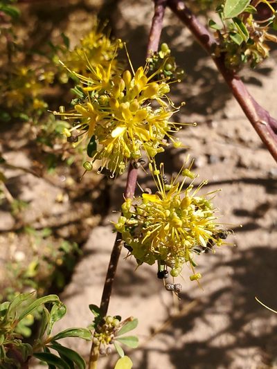 Cleomella refracta, photographed by Craig Martin