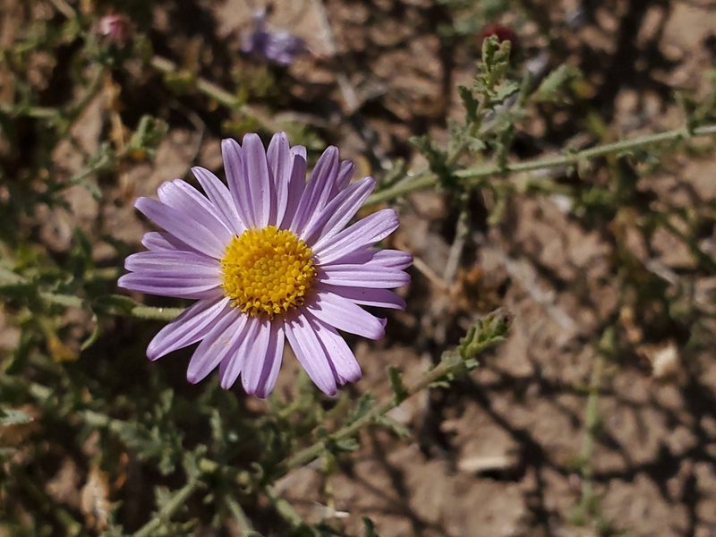 Dieteria asteroides, photographed by Craig Martin