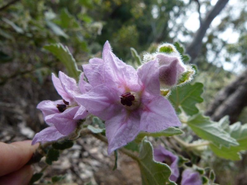 Thomasia macrocarpa, photographed by botanygirl