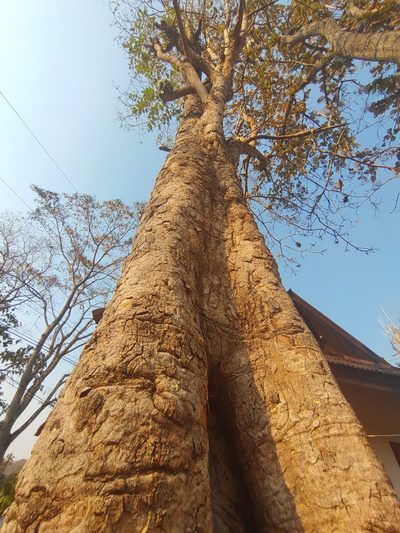 Xylia xylocarpa, photographed by Utain Pummarin