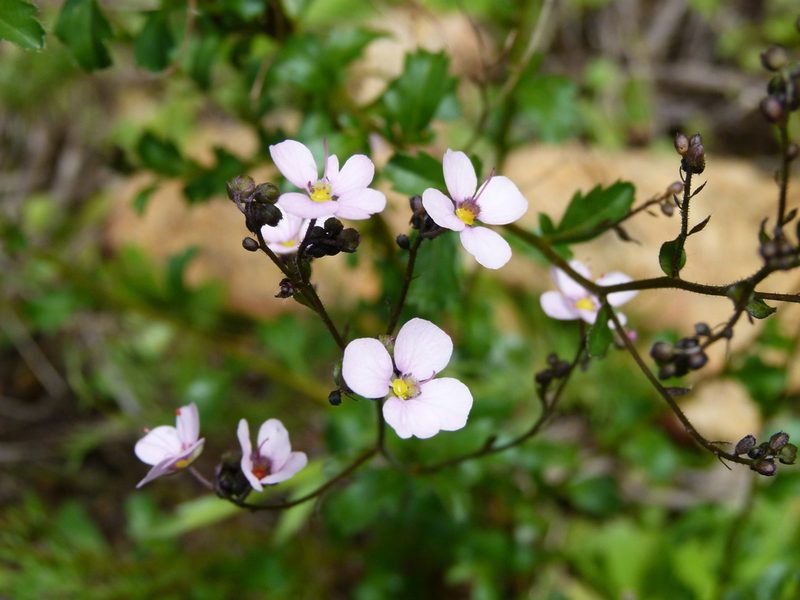 Diplopeltis huegelii, photographed by botanygirl