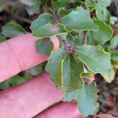 Quercus berberidifolia, photographed by Dan Horowitz