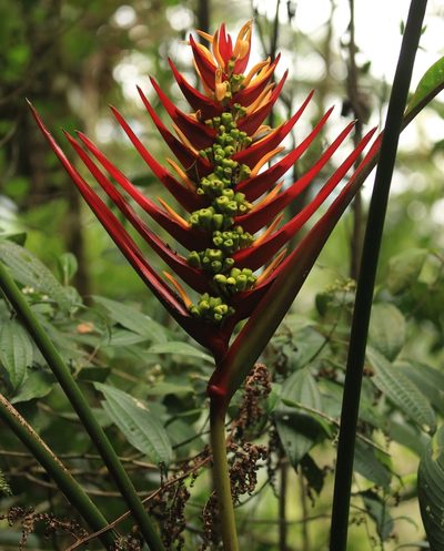 Heliconia adflexa, photographed by Tim Lenz