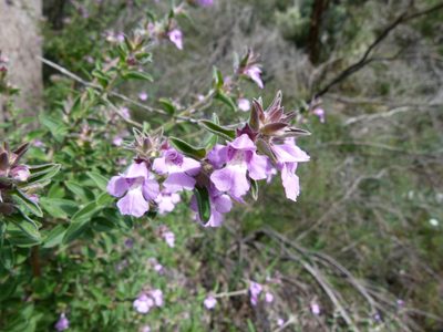 Hemigenia incana, photographed by botanygirl