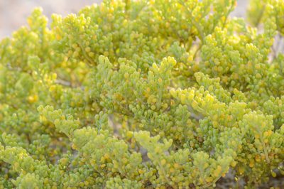 Zygophyllum qatarense, photographed by Morten Ross