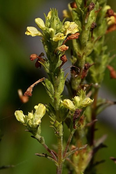 Euphrasia scabra, photographed by Max Campbell