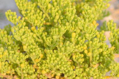 Zygophyllum qatarense, photographed by Morten Ross
