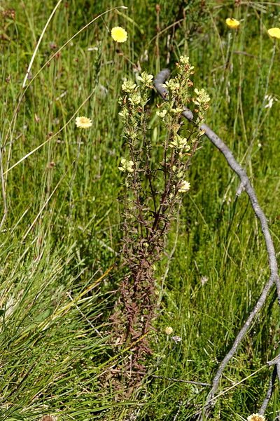 Euphrasia scabra, photographed by Max Campbell