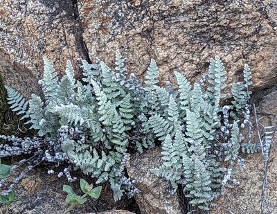 Myriopteris newberryi, photographed by Tom and T Herman