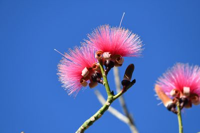 Pseudobombax ellipticum, photographed by Robin White
