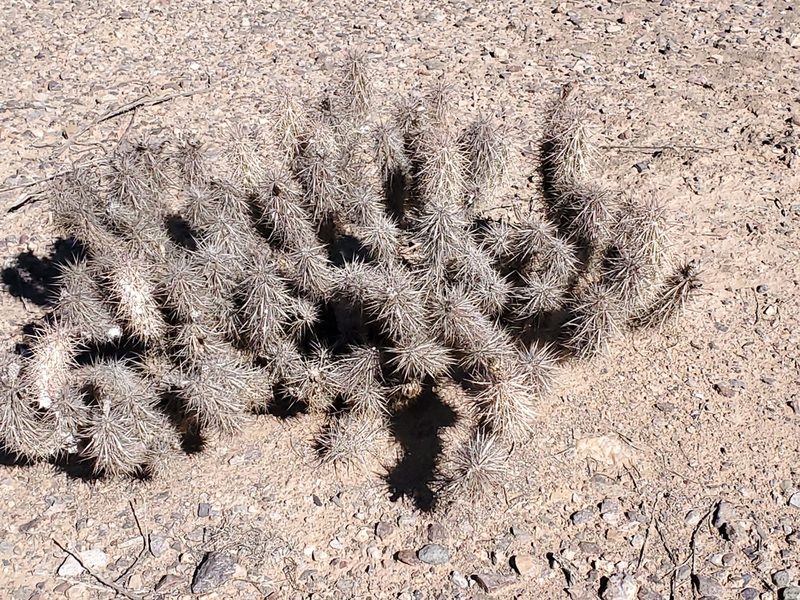 Grusonia kunzei, photographed by Craig Martin