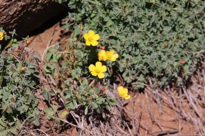 Oxalis californica, photographed by Millie Basden