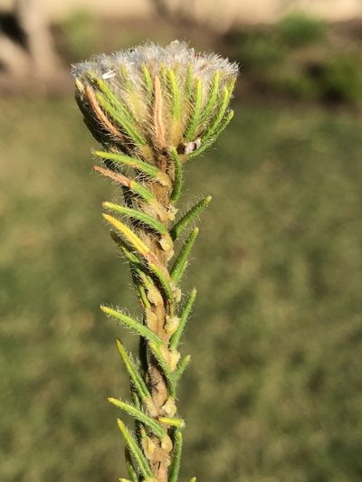 Phylica tortuosa, photographed by Dave U