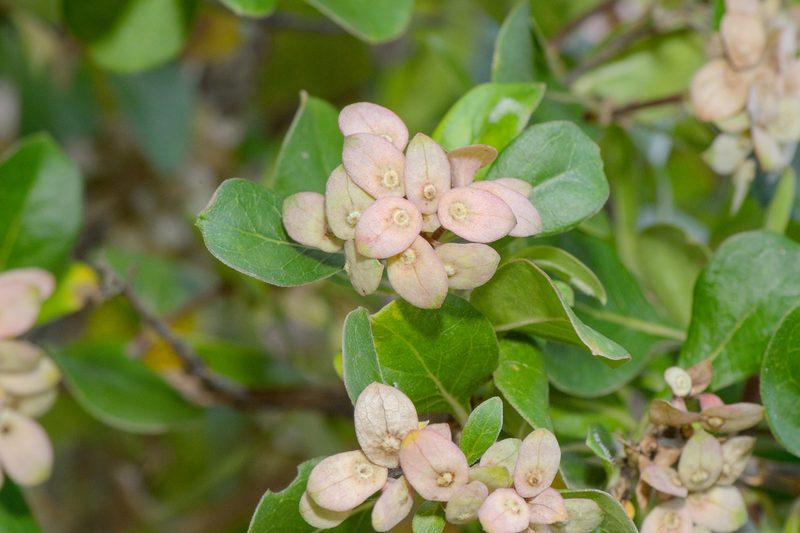 Dirichletia obovata, photographed by Morten Ross