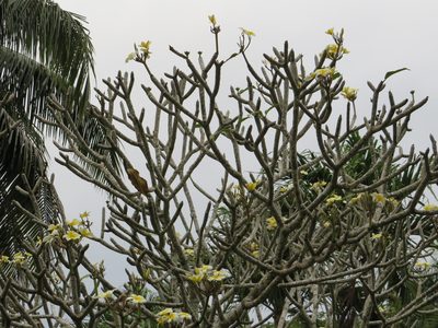 Plumeria rubra, photographed by Светлана Царахова