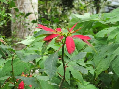 Euphorbia pulcherrima, photographed by Светлана Царахова