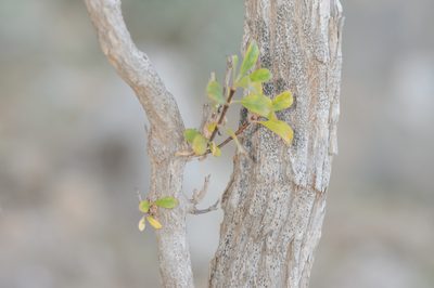 Dirichletia obovata, photographed by Morten Ross