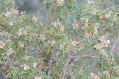 Dirichletia obovata, photographed by Morten Ross
