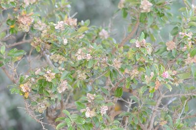Dirichletia obovata, photographed by Morten Ross
