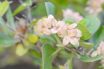 Dirichletia obovata, photographed by Morten Ross