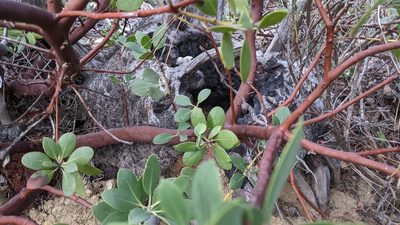Arctostaphylos glandulosa, photographed by velodrome
