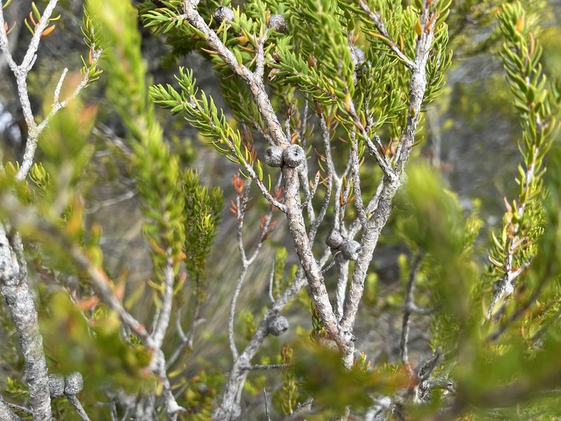 Melaleuca squamea, photographed by Miguel de Salas