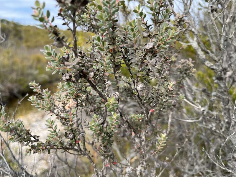 Leptospermum lanigerum, photographed by Miguel de Salas
