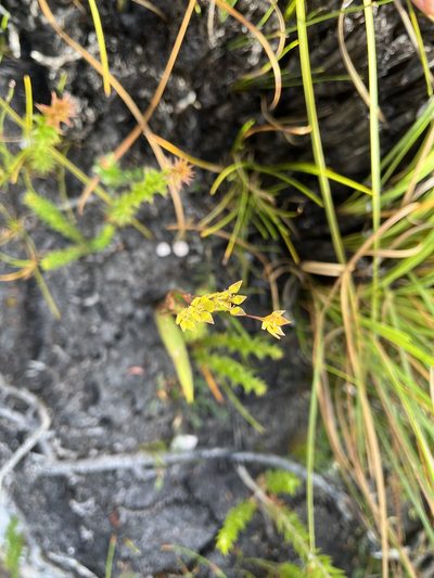 Campynema lineare, photographed by Miguel de Salas